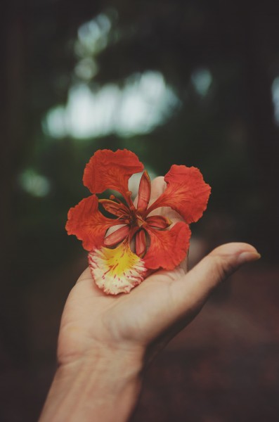 手中的鲜花图片(15张)