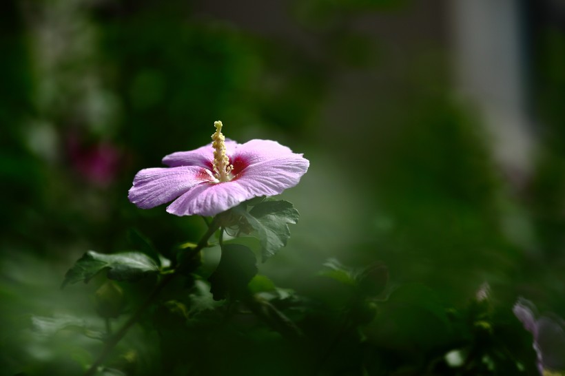 木槿花特写图片(10张)