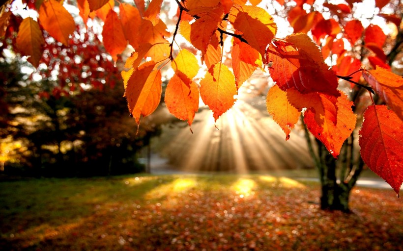 唯美秋天的树图片(15张)