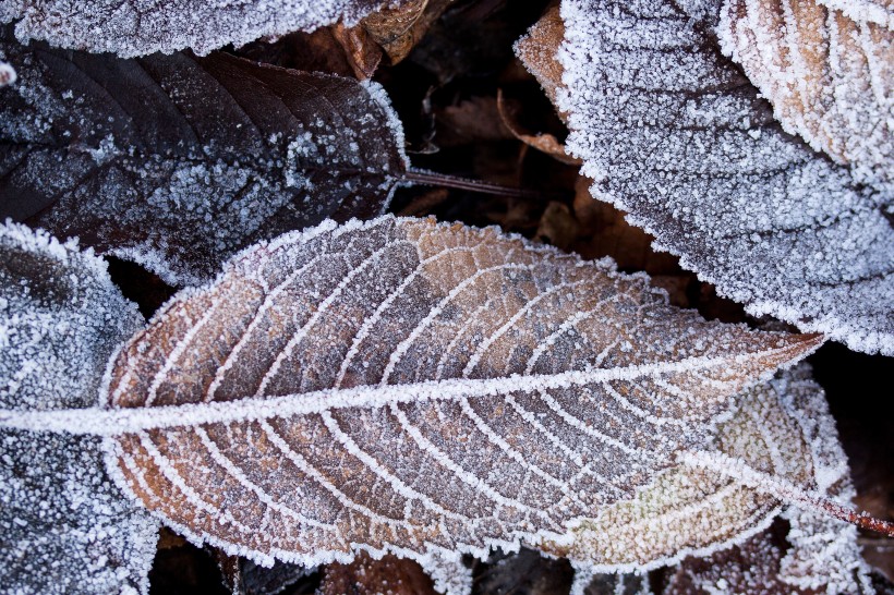 秋季经历霜冻的叶子图片(18张)