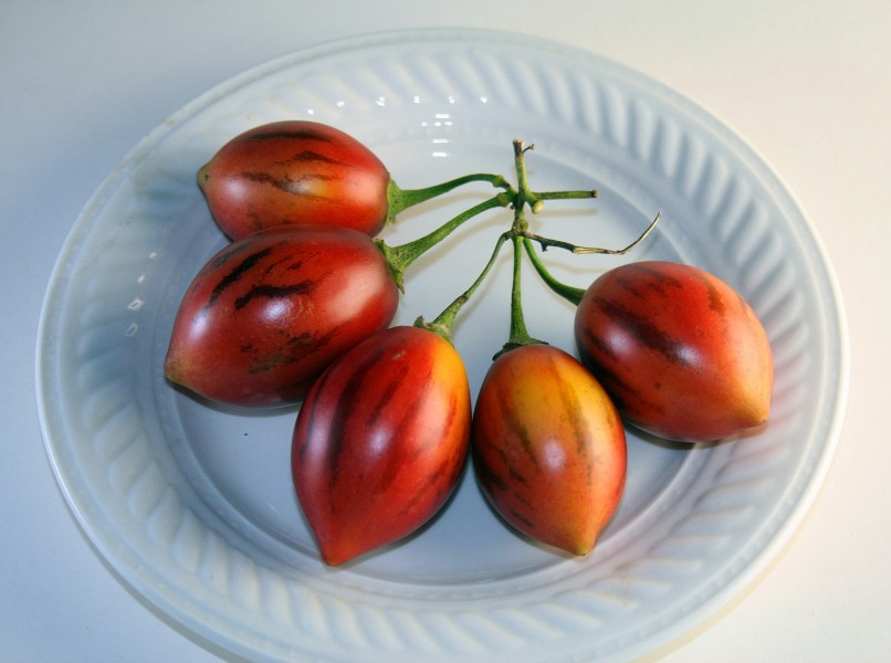 树番茄图片(6张)