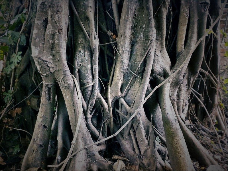 纷杂的树根图片(15张)