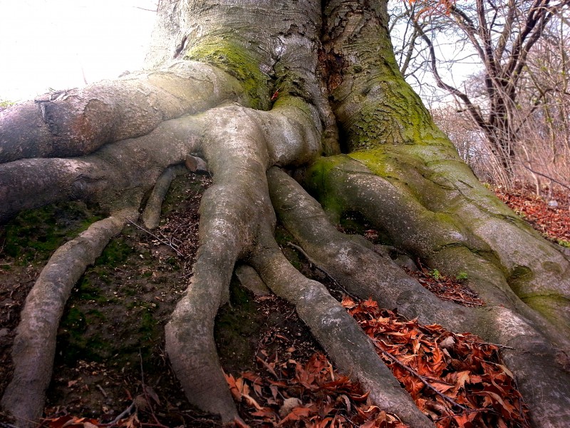 奇形怪状的树根图片(13张)