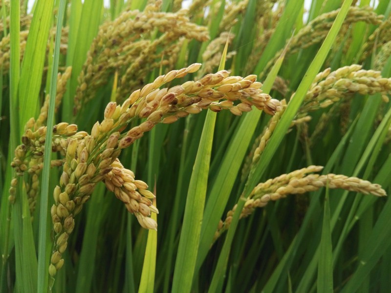 即将丰收的水稻图片(17张)