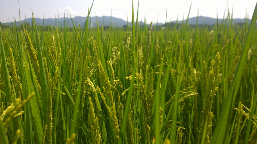 金黄丰收的水稻图片(14张)
