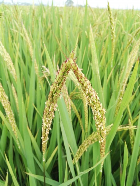金黄丰收的水稻图片(14张)