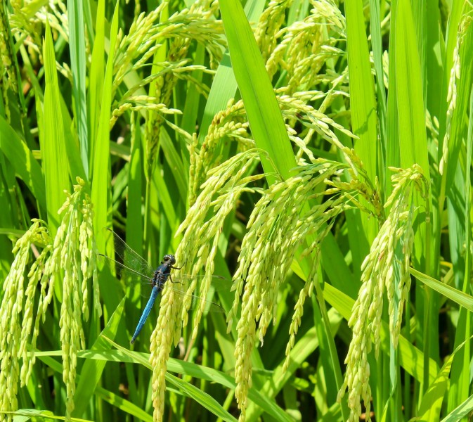 水稻稻田高清图片(15张)