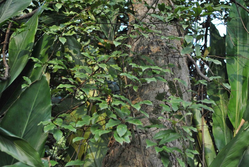 水翁植物图片(5张)