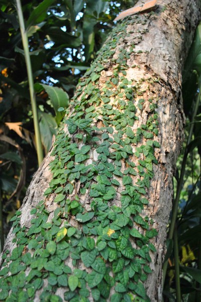 水翁植物图片(5张)