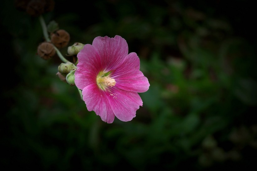 粉色蜀葵花图片(8张)