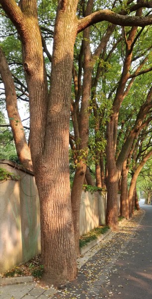 笔直生长的树木图片(13张)