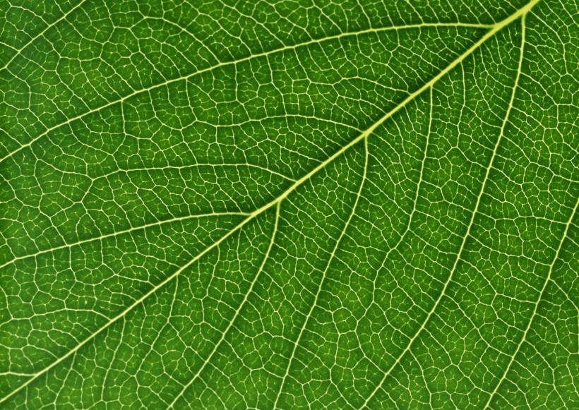 树叶经脉图片(27张)