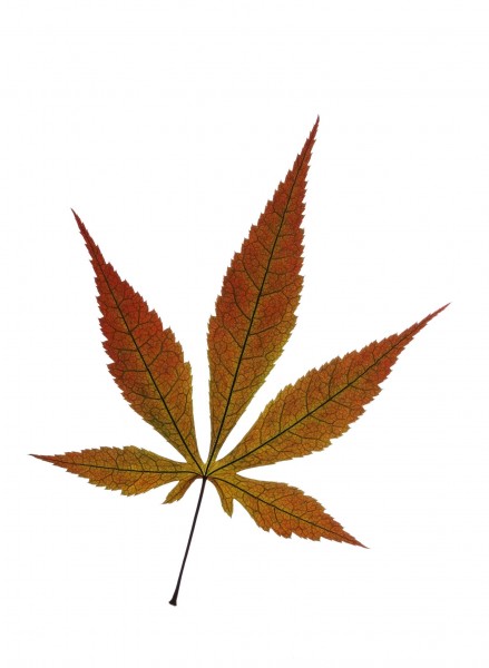 树叶特写图片(33张)