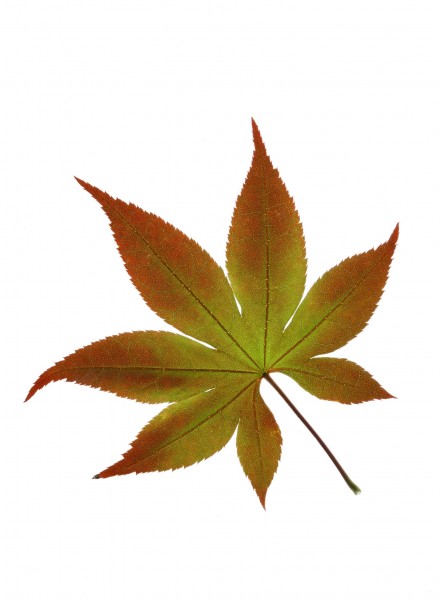 树叶特写图片(33张)