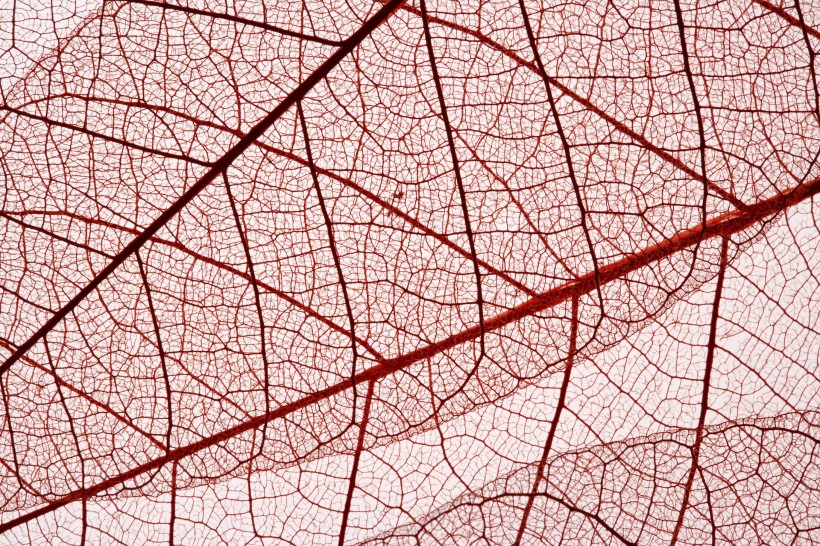 树叶经脉图片(66张)