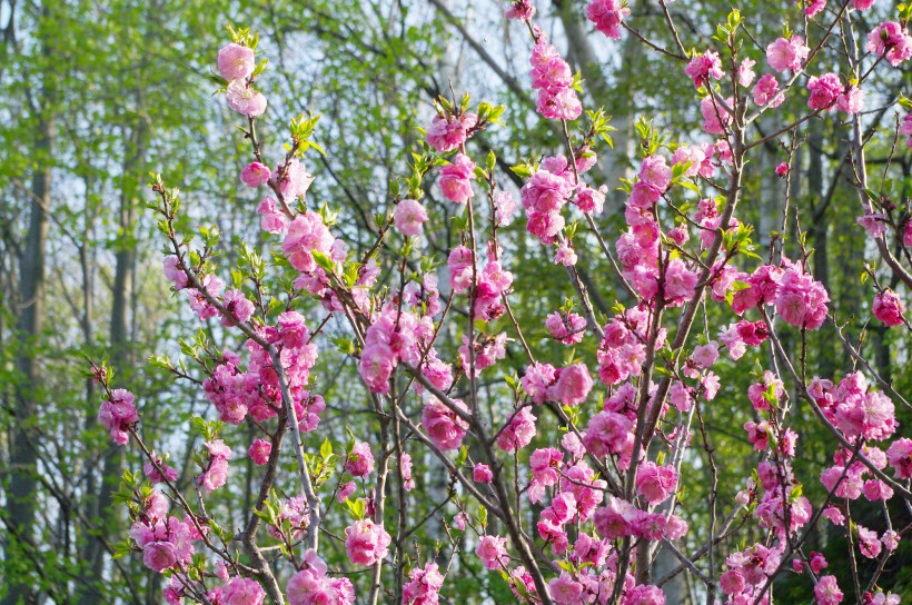 梅花树枝上粉红色的梅花图片(11张)