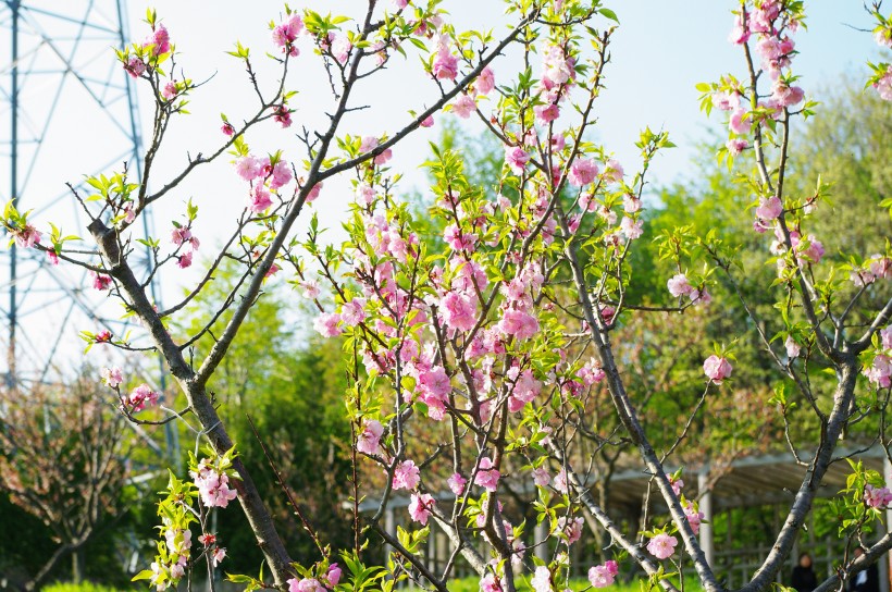 梅花树枝上粉红色的梅花图片(11张)