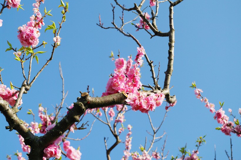 梅花树枝上粉红色的梅花图片(11张)