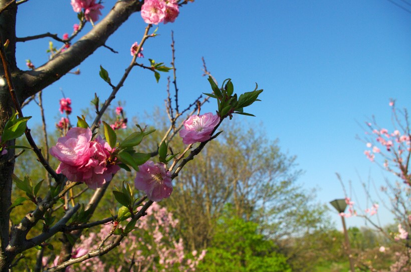 梅花树枝上粉红色的梅花图片(11张)