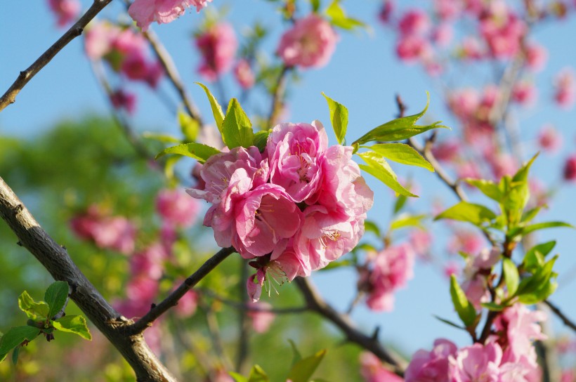 梅花树枝上粉红色的梅花图片(11张)