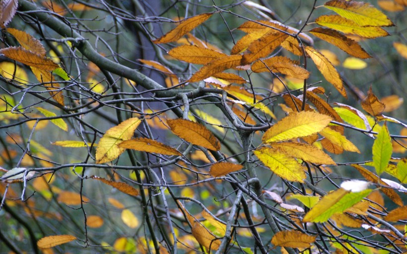 唯美秋天树枝与树叶图片(11张)