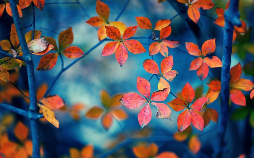 唯美秋天树枝与树叶图片(11张)