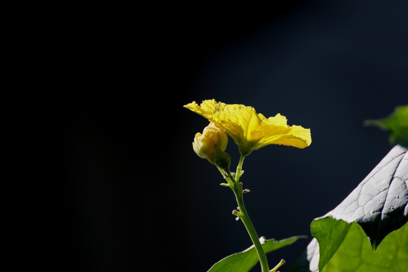 黄色的丝瓜花图片(6张)
