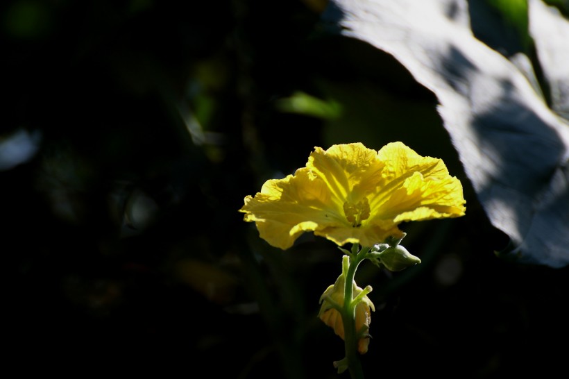 黄色丝瓜花图片(16张)