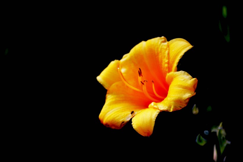 黄色丝瓜花图片(10张)