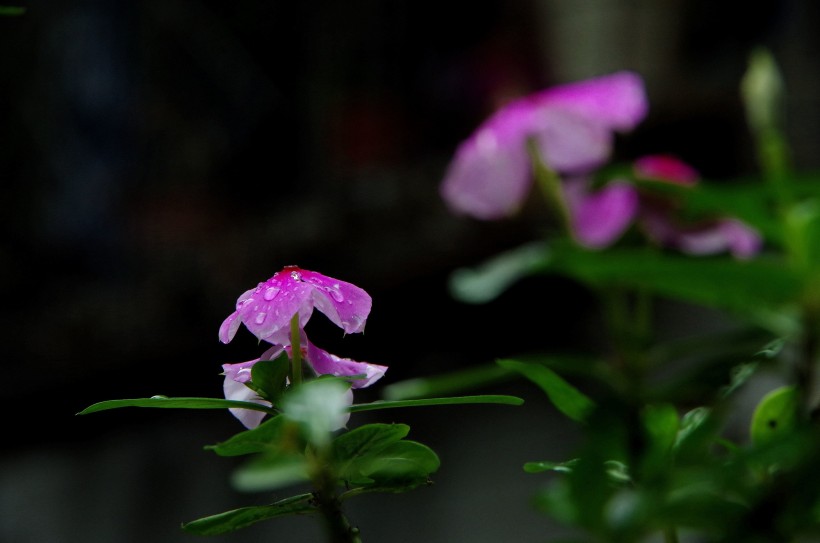 四季海棠花卉图片(6张)