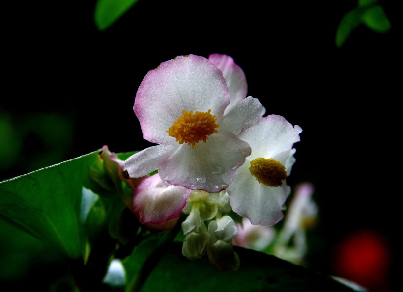 四季海棠花卉图片(7张)