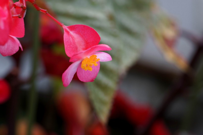 红色的四季海棠图片(13张)