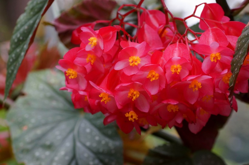 红色的四季海棠图片(13张)