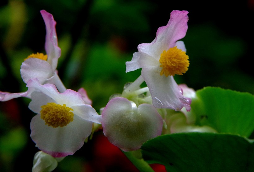 四季海棠花卉图片(6张)