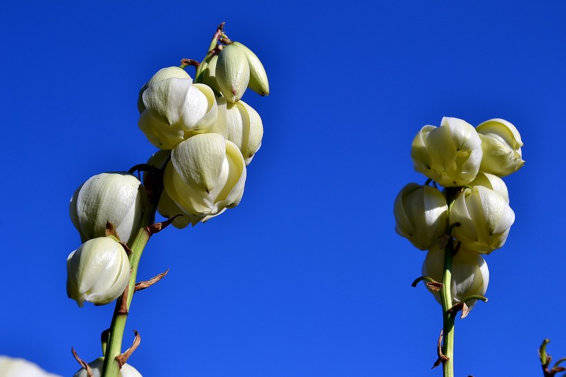 白色丝兰花图片(8张)