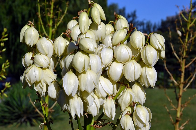 白色丝兰花图片(8张)