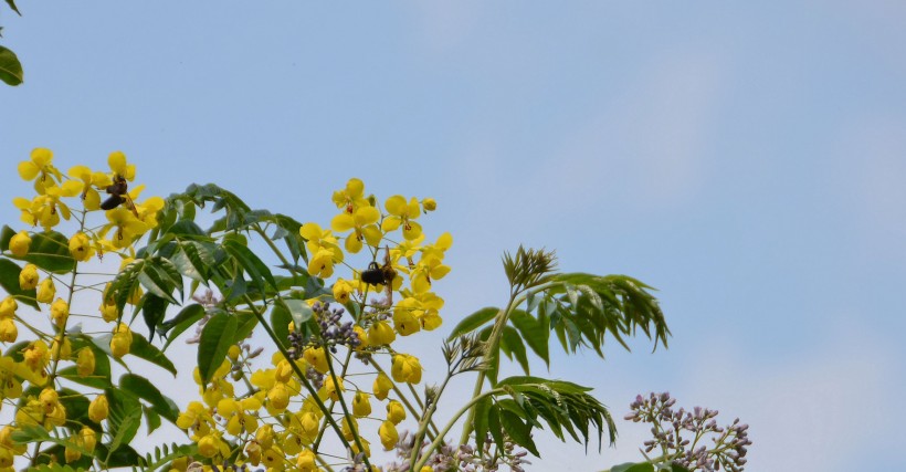 黄色槐花图片(7张)