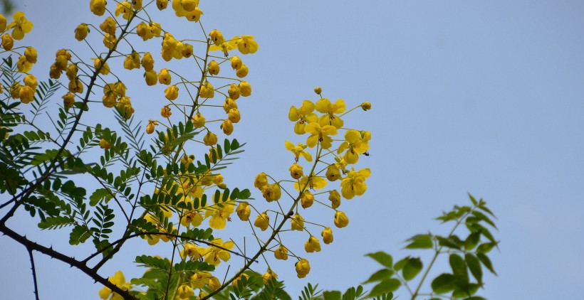黄色槐花图片(7张)
