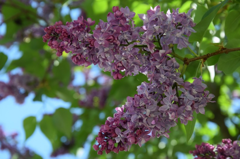 紫色丁香花图片(14张)