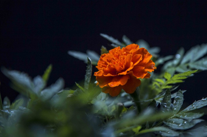 橙色孔雀草花卉图片(7张)