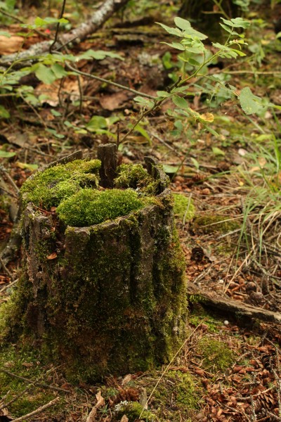 苔藓树桩图片(12张)