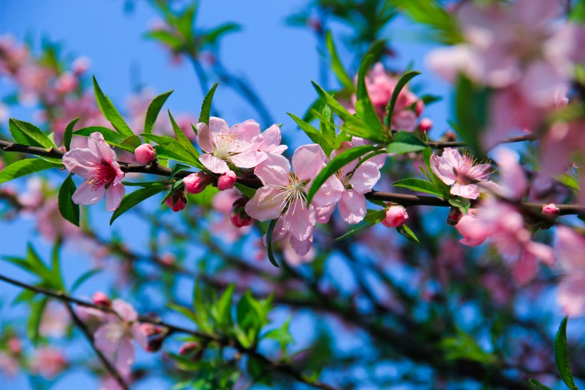 春季盛开的桃花图片(11张)
