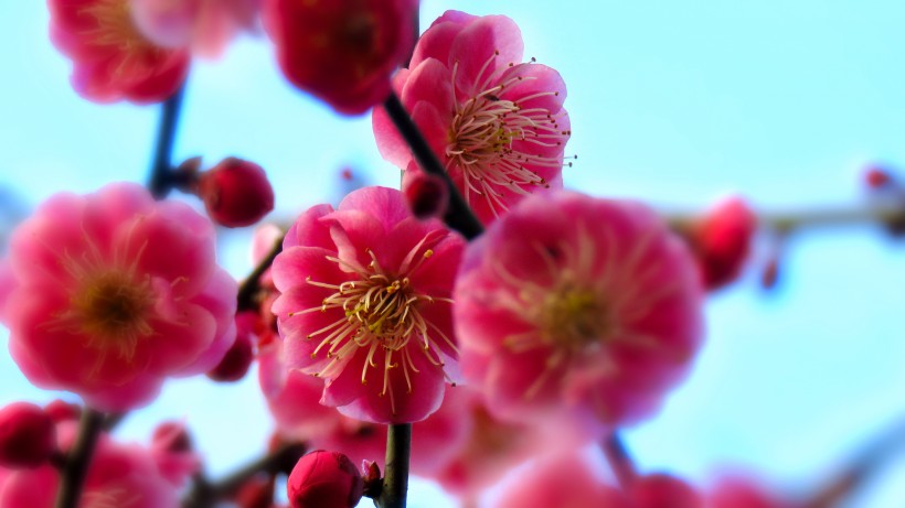 粉色桃花图片(9张)
