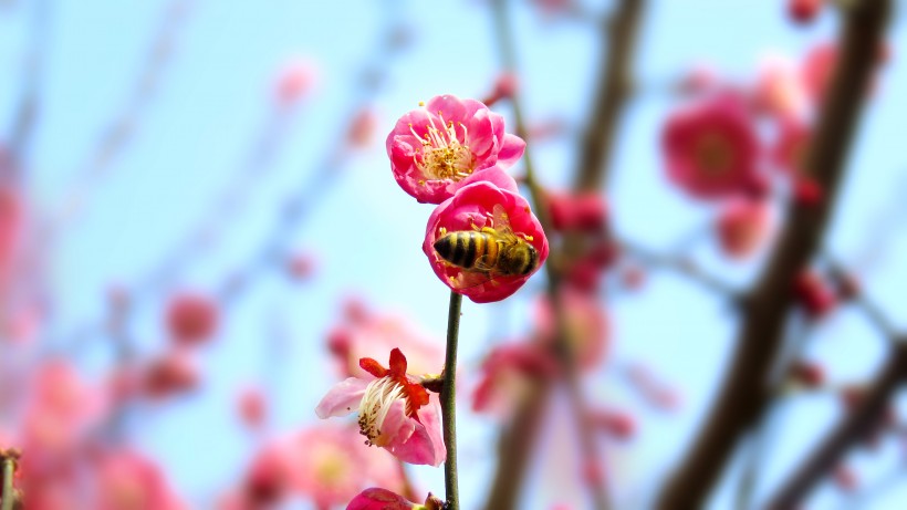 粉红色桃花图片(8张)