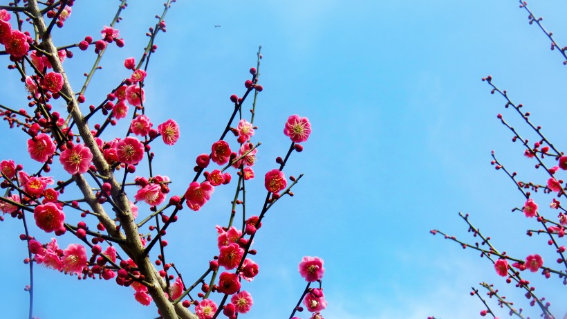春季唯美桃花图片(12张)