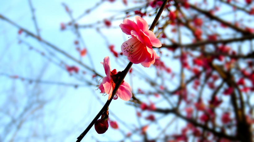 春季唯美桃花图片(12张)