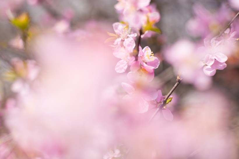 红粉桃花图片(15张)