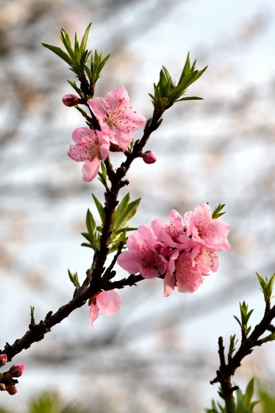 粉色桃花图片(14张)