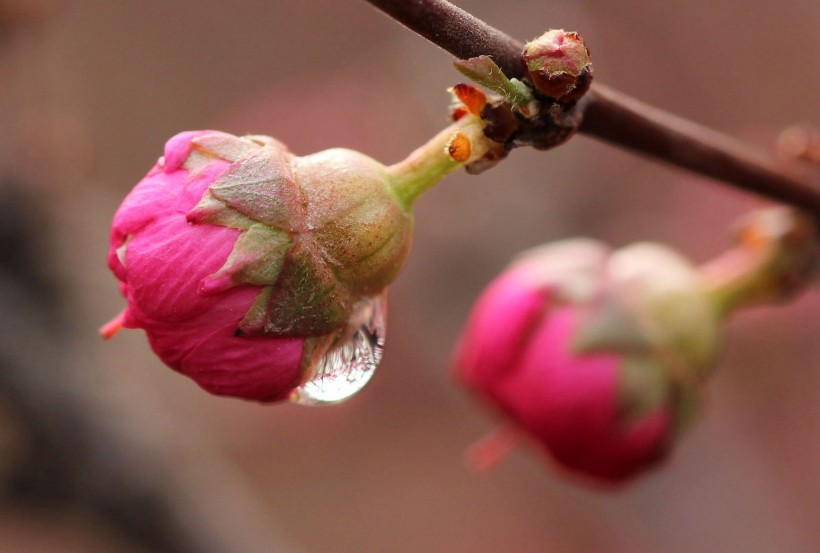 桃花上的水珠图片(7张)