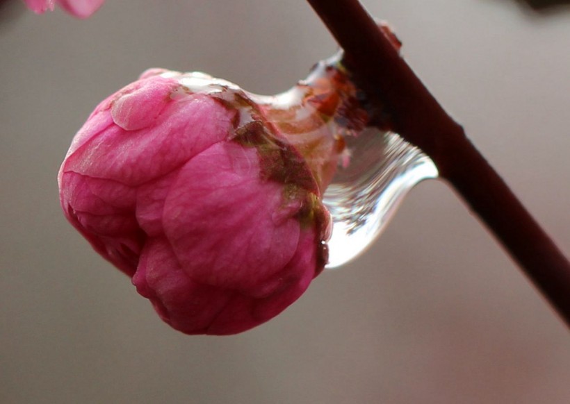 桃花上的水珠图片(7张)
